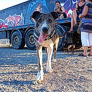 Radjah participe au concours pour gagner de l'argent avec cette photo : dog, animal, outdoor, gravel, truck, graffiti, people, person, sitting, walking, sunlight, casual_clothing, black_dog, happy_dog, tongue_out, vehicle, wheel, ground, daylight, urban