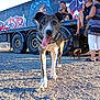 dog, animal, outdoor, gravel, truck, graffiti, people, person, sitting, walking, sunlight, casual_clothing, black_dog, happy_dog, tongue_out, vehicle, wheel, ground, daylight, urban