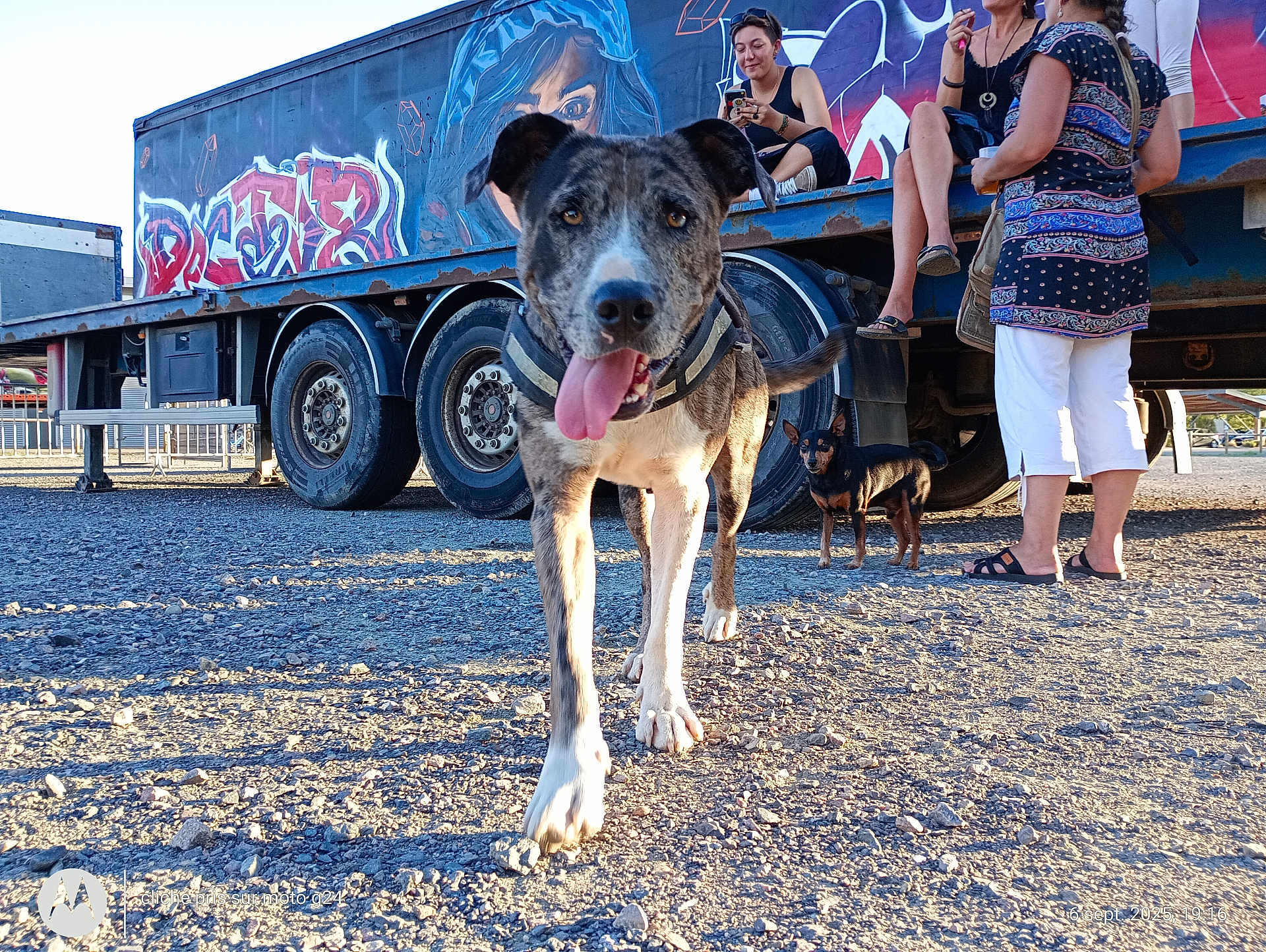 Radjah participe au concours pour gagner de l'argent avec cette photo : dog, animal, outdoor, gravel, truck, graffiti, people, person, sitting, walking, sunlight, casual_clothing, black_dog, happy_dog, tongue_out, vehicle, wheel, ground, daylight, urban