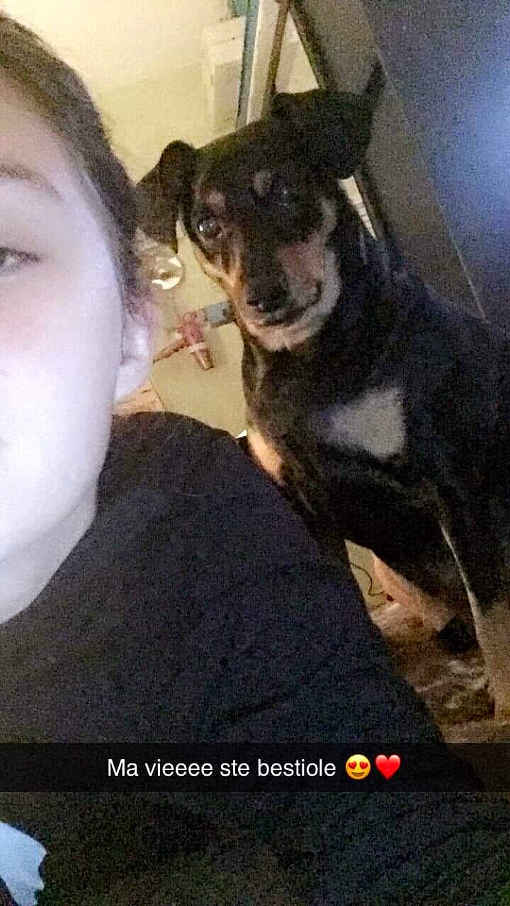 Toby participe au concours pour gagner de l'argent avec cette photo : canidae, carnivore, dog, dog_breed, guard_dog, non_sporting_group, nose, photo_caption, photography, selfie, siberian_husky