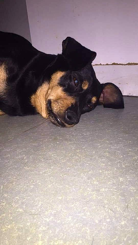 Toby a rejoint le concours — aidez-le/la à gagner de superbes lots ! asphalt, canidae, carnivore, companion_dog, dog, dog_breed, fawn, flooring, fur, guard_dog, paw, road_surface, rottweiler, sky, snout, sporting_group, tail, tints_and_shades, whiskers, working_dog