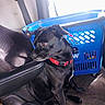 Pepe joined the competition — help win amazing prizes! dog, black_dog, pet, animal, sitting, red_collar, vehicle, car_interior, pet_carrier, blue_carrier, travel, seat, seatbelt, window, sunlight, indoors, portrait, short_hair, alert, companion