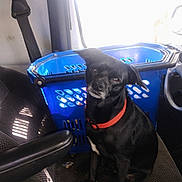 Pepe joined the competition — help win amazing prizes! dog, black_dog, pet, canine, sitting, collar, red_collar, office_chair, chair, blue_basket, laundry_basket, indoor, home, window, sunlight, portrait, animal, short_hair, white_markings, funny_expression