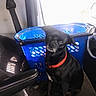 dog, black_dog, pet, canine, sitting, collar, red_collar, office_chair, chair, blue_basket, laundry_basket, indoor, home, window, sunlight, portrait, animal, short_hair, white_markings, funny_expression