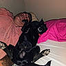 Pepe joined the competition — help win amazing prizes! person, dog, black_dog, sleeping, bed, bedroom, pet, companion, upside_down, lying_down, paws, paw_pads, relaxed, indoors, blanket, pillow, pink_bedding, portrait, flash_photography, funny_pose