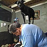 dog, dogs, black_dog, black_and_white_dog, man, person, pet, animal, standing, sitting, cuddling, balancing, funny, indoor, living_room, exposed_beams, television, speaker, laundry, portrait