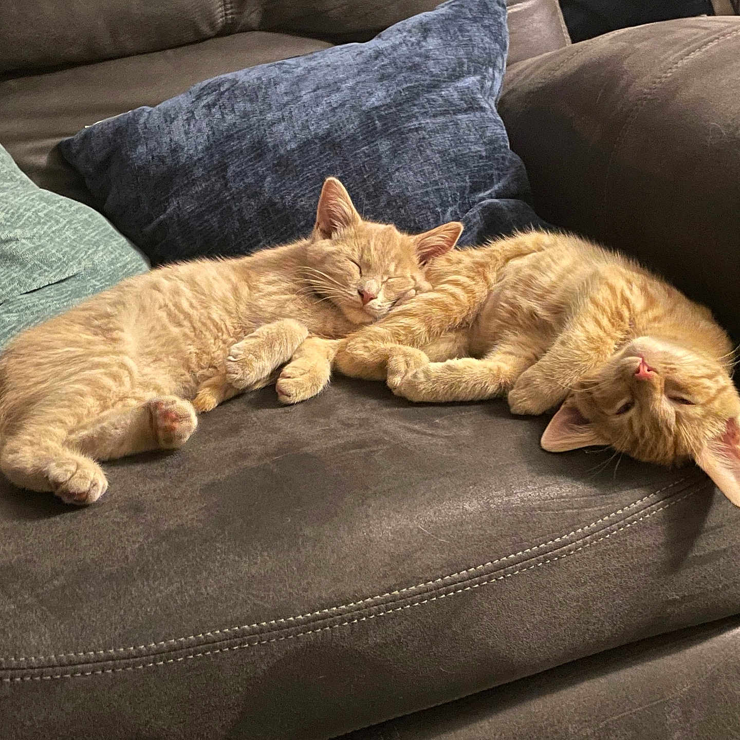 Asher And Ember joined the competition — help win amazing prizes! animal, cat, companionship, couch, cozy, cute, domestic_cat, feline, fur, indoor, kitten, orange_cat, pet, pillows, relaxing, resting, sleeping, snuggling, soft, two_animals