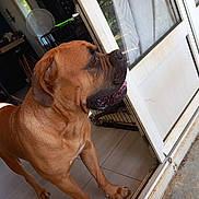 Iko participe au concours pour gagner de l'argent avec cette photo : dog, large_dog, brown_dog, canine, snout, tongue, drooling, paw, ear, indoor, home_interior, tile_floor, sliding_door, doorway, looking_out, crate, fan, sunlight_patch, window, floor