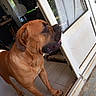 brown_dog, canine, crate, dog, doorway, drooling, ear, fan, floor, home_interior, indoor, large_dog, looking_out, paw, sliding_door, snout, sunlight_patch, tile_floor, tongue, window