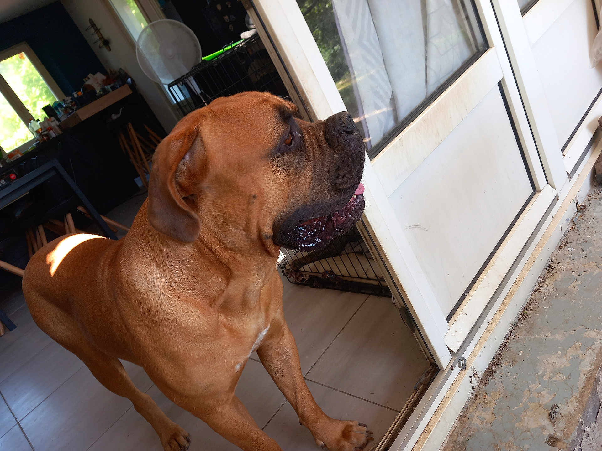 Iko participe au concours pour gagner de l'argent avec cette photo : dog, large_dog, brown_dog, canine, snout, tongue, drooling, paw, ear, indoor, home_interior, tile_floor, sliding_door, doorway, looking_out, crate, fan, sunlight_patch, window, floor