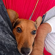 Fifie participe au concours pour gagner de l'argent avec cette photo : animal, brown_dog, close_up, companion, cozy, cute, dog, ears, fabric, face, fur, human_arm, indoor, nose, pet, portrait, red_background, relaxed, resting, snout