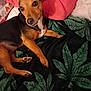 dog, pet, blanket, leaf_pattern, bed, pillow, indoor, fur, animal, canine, resting, brown, black, white_chest, ears, eyes, paw, comfort, cute, curious