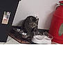 Bilette participe au concours pour gagner de l'argent avec cette photo : abyssinian, animal, can, cat, face, head, indoors, jar, kitten, manx, person, pet, photography, plant, planter, pottedplant, pottery, tin, vase, wateringcan