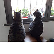 Bilette a rejoint le concours — aidez-le/la à gagner de superbes lots ! animal, canine, cat, door, face, head, herbal, herbs, indoors, interiordesign, kitten, manx, person, pet, photography, plant, portrait, pottedplant, window, windowsill