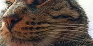 Bilette participe au concours pour gagner de l'argent avec cette photo : abyssinian, animal, bodypart, cat, egyptiancat, electronics, hardware, kitten, manx, mouth, ocelot, person, pet, snout