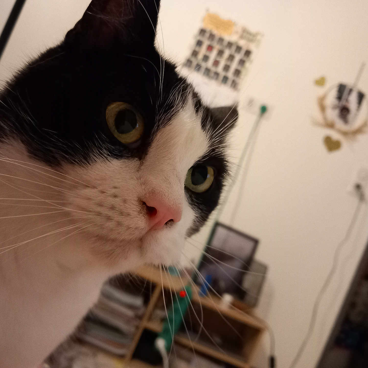 Pilou a rejoint le concours — aidez-le/la à gagner de superbes lots ! abyssinian, animal, architecture, bookcase, building, cat, closet, cupboard, electronics, furniture, hardwood, indoors, kitten, livingroom, manx, pet, plywood, room, shelf, wood