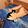 Pilou participe au concours pour gagner de l'argent avec cette photo : animal, bed, bedroom, blanket, cat, couch, cushion, electronics, flower, flowerarrangement, flowerbouquet, furniture, homedecor, indoors, mobilephone, person, pet, phone, plant, room