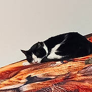 Pilou participe au concours pour gagner de l'argent avec cette photo : animal, bed, bedroom, blanket, cat, face, furniture, head, indoors, kitten, manx, person, pet, photography, portrait, quilt, rock, room, sleeping, wood