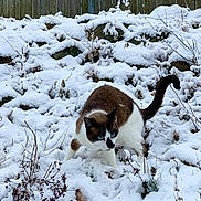 Diamond joined the competition — help win amazing prizes! animal, blue_eyes, brown, cat, cold, curious, frozen, fur, garden, mammal, nature, outdoor, pet, playful, snow, walking, white, wildlife, winter, wooden_fence