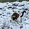 animal, blue_eyes, brown, cat, cold, curious, frozen, fur, garden, mammal, nature, outdoor, pet, playful, snow, walking, white, wildlife, winter, wooden_fence