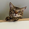 cat, tabby, pet, animal, feline, portrait, close_up, face, ears, whiskers, paws, fur, striped_fur, brown, gray, indoor, wooden_ledge, wall, looking_at_camera, funny_expression