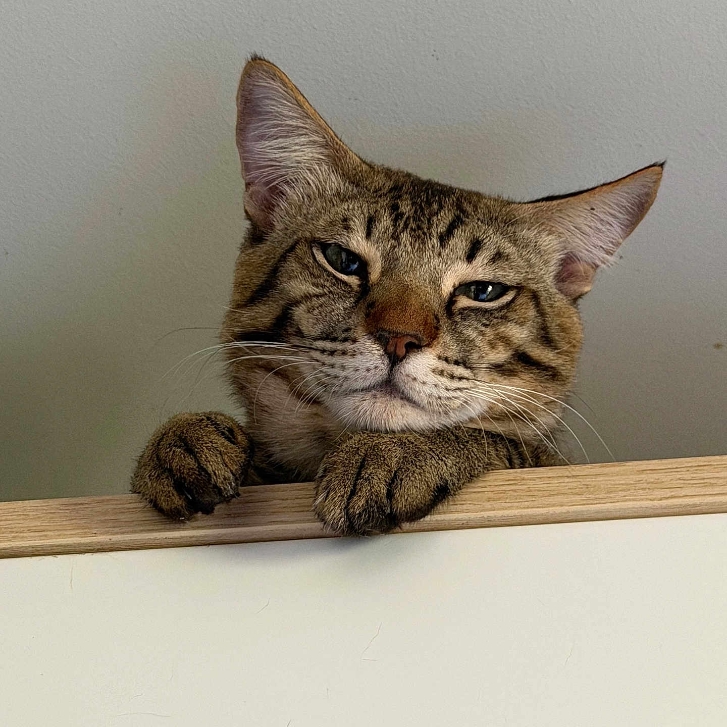 Adro a rejoint le concours — aidez-le/la à gagner de superbes lots ! cat, tabby, pet, animal, feline, portrait, close_up, face, ears, whiskers, paws, fur, striped_fur, brown, gray, indoor, wooden_ledge, wall, looking_at_camera, funny_expression