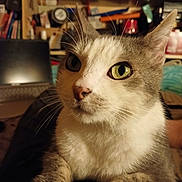 Vicxy a rejoint le concours — aidez-le/la à gagner de superbes lots ! cat, green_eyes, whiskers, indoor, close_up, pet, feline, fur, curious, portrait, animal, domestic, cozy, cluttered_background, bookshelf, soft_lighting, cute, relaxed, household, mammal