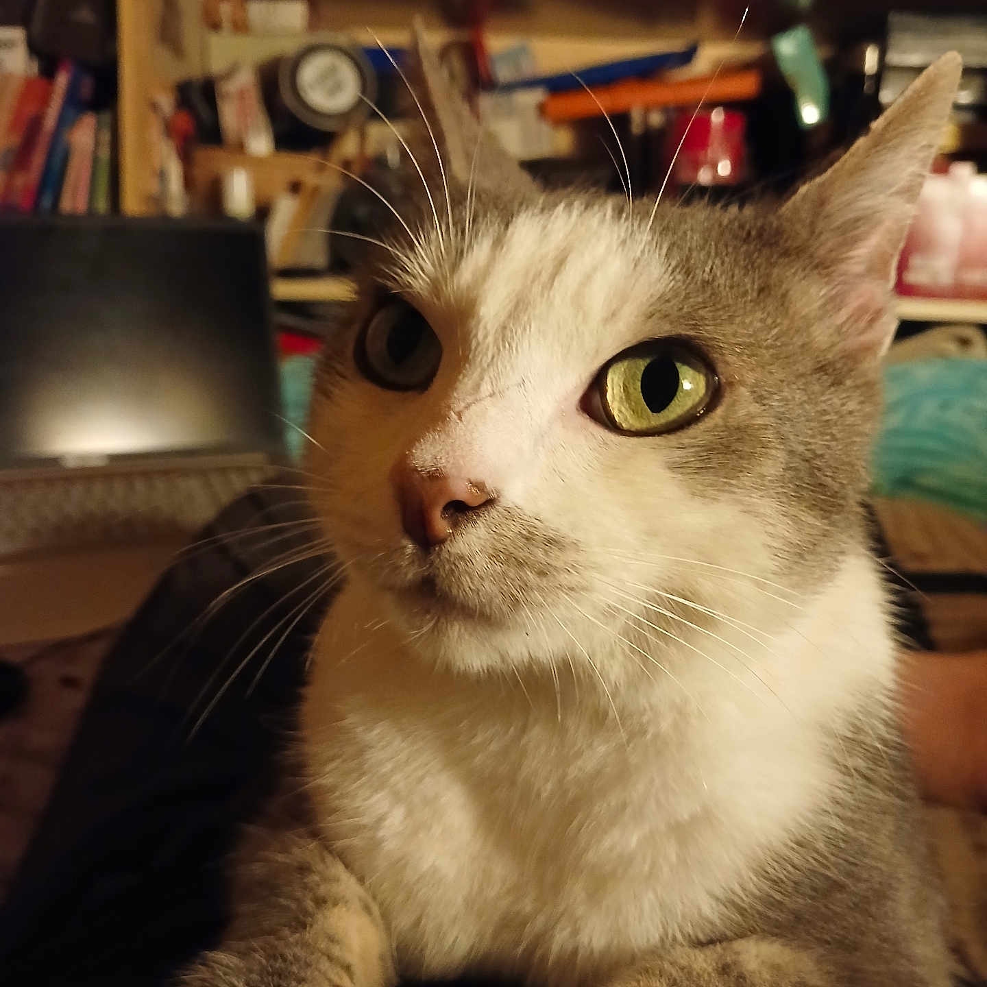 Vicxy a rejoint le concours — aidez-le/la à gagner de superbes lots ! cat, green_eyes, whiskers, indoor, close_up, pet, feline, fur, curious, portrait, animal, domestic, cozy, cluttered_background, bookshelf, soft_lighting, cute, relaxed, household, mammal