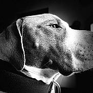 Jack is registered to the contest to win money with this photo: dog, black_and_white, portrait, close_up, side_view, animal, pet, fur, collar, profile, whiskers, nostrils, ear, snout, monochrome, domestic_animal, looking_away, indoor, quiet, calm