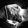 dog, black_and_white, portrait, close_up, side_view, animal, pet, fur, collar, profile, whiskers, nostrils, ear, snout, monochrome, domestic_animal, looking_away, indoor, quiet, calm
