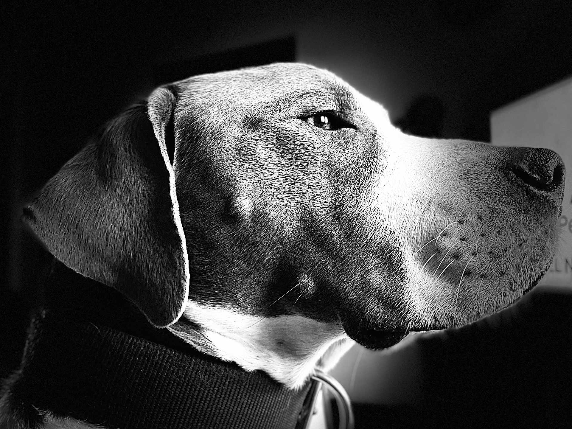 Jack