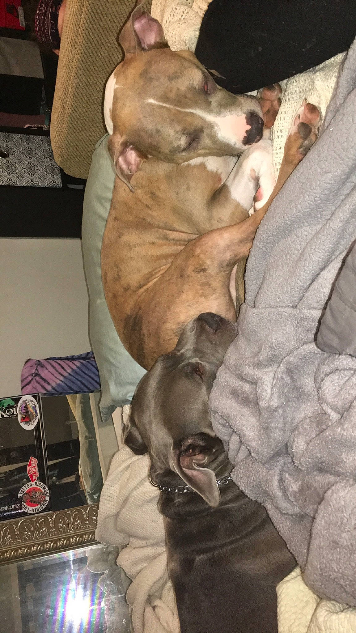 Nova is registered to the contest to win money with this photo: canidae, carnivore, comfort, companion_dog, dog, dog_breed, guard_dog, jaw, liver, non_sporting_group, paw, snout, sporting_group, tongue, tooth, vertebrate, whiskers, working_animal, working_dog