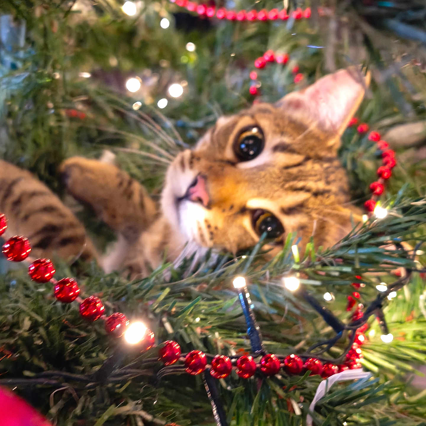 Wiky a rejoint le concours — aidez-le/la à gagner de superbes lots ! animal, cat, christmas_lights, christmas_tree, close_up, cute, decorations, ears, eyes, face, festive, greenery, holiday, indoors, nature, pet, red_beads, seasonal, tabby, whiskers