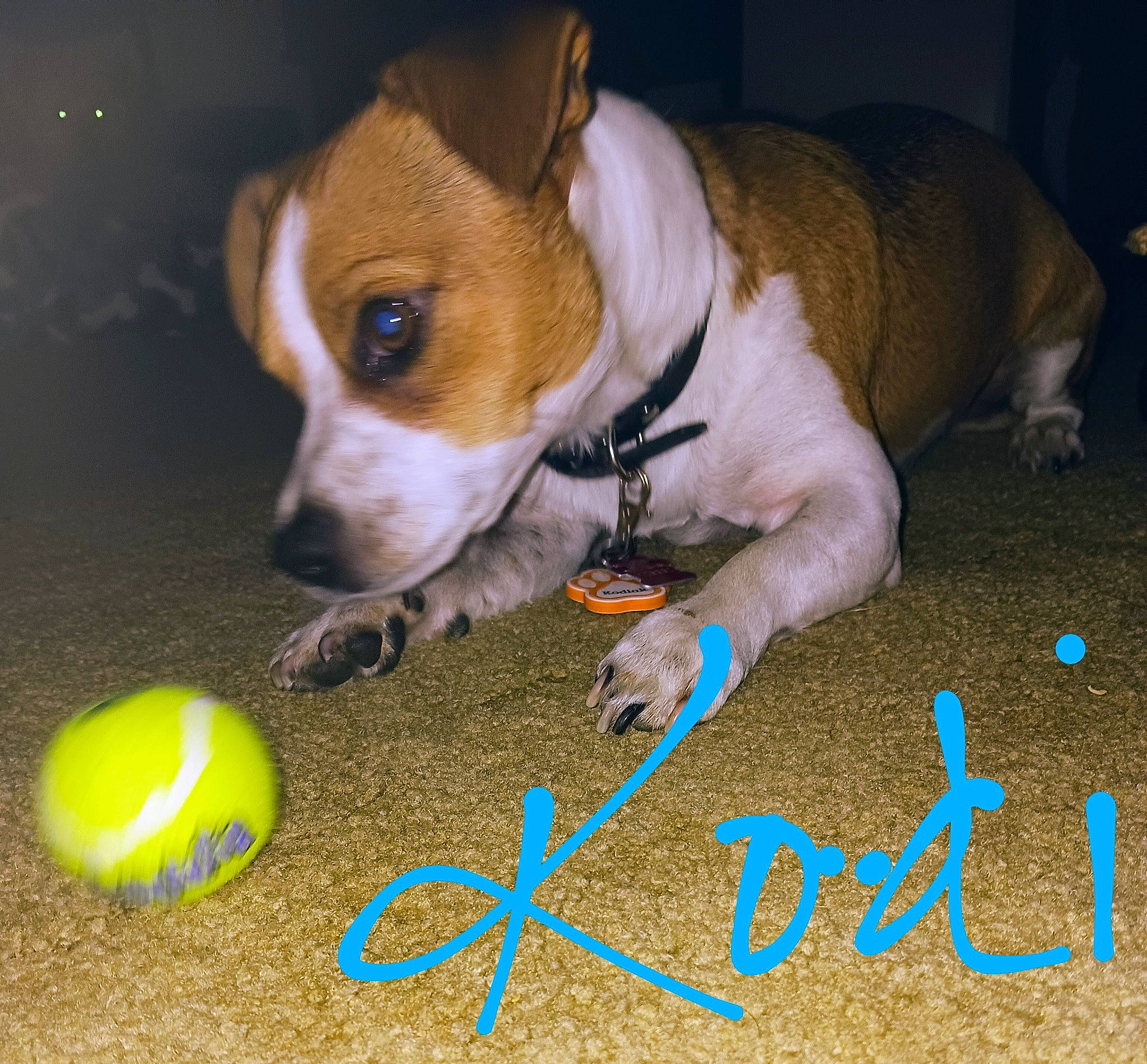 Kodiak is registered to the contest to win money with this photo: ball, carnivore, collar, companion_dog, dog, dog_breed, dog_supply, dog_toy, flooring, football, grass, handwriting, paw, photo_caption, snout, sporting_group, sports_equipment, sports_toy, tennis_ball, whiskers