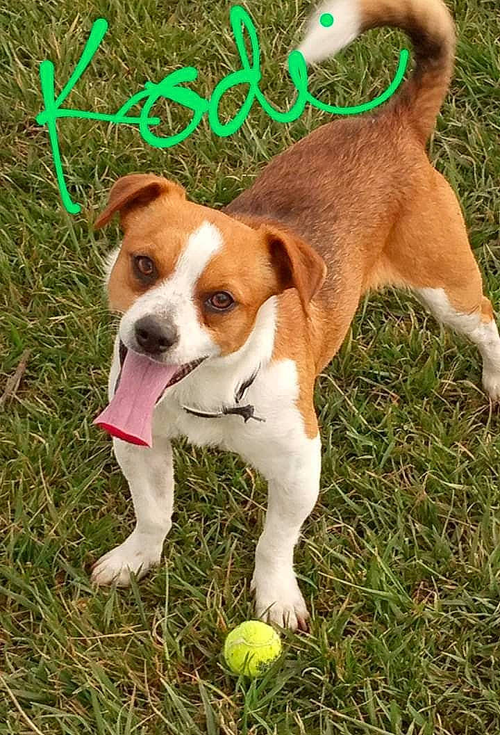 Kodiak is registered to the contest to win money with this photo: ancient_dog_breeds, ball, beagle, canidae, carnivore, companion_dog, dog, dog_breed, fawn, finnish_hound, grass, green, hound, plant, snout, sporting_group, sports_equipment, tail, tennis_ball, working_animal