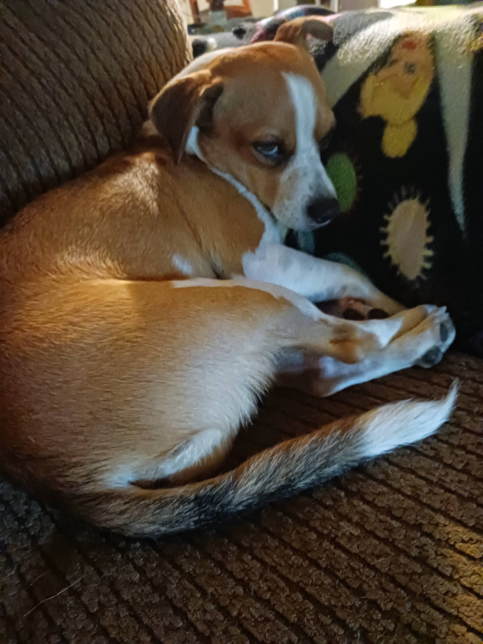 Kodiak joined the competition — help win amazing prizes! carnivore, comfort, companion_dog, couch, dog, dog_breed, dog_supply, fawn, fur, hardwood, irishjacks, non_sporting_group, paw, sporting_group, toy_dog, whiskers, wood, working_animal