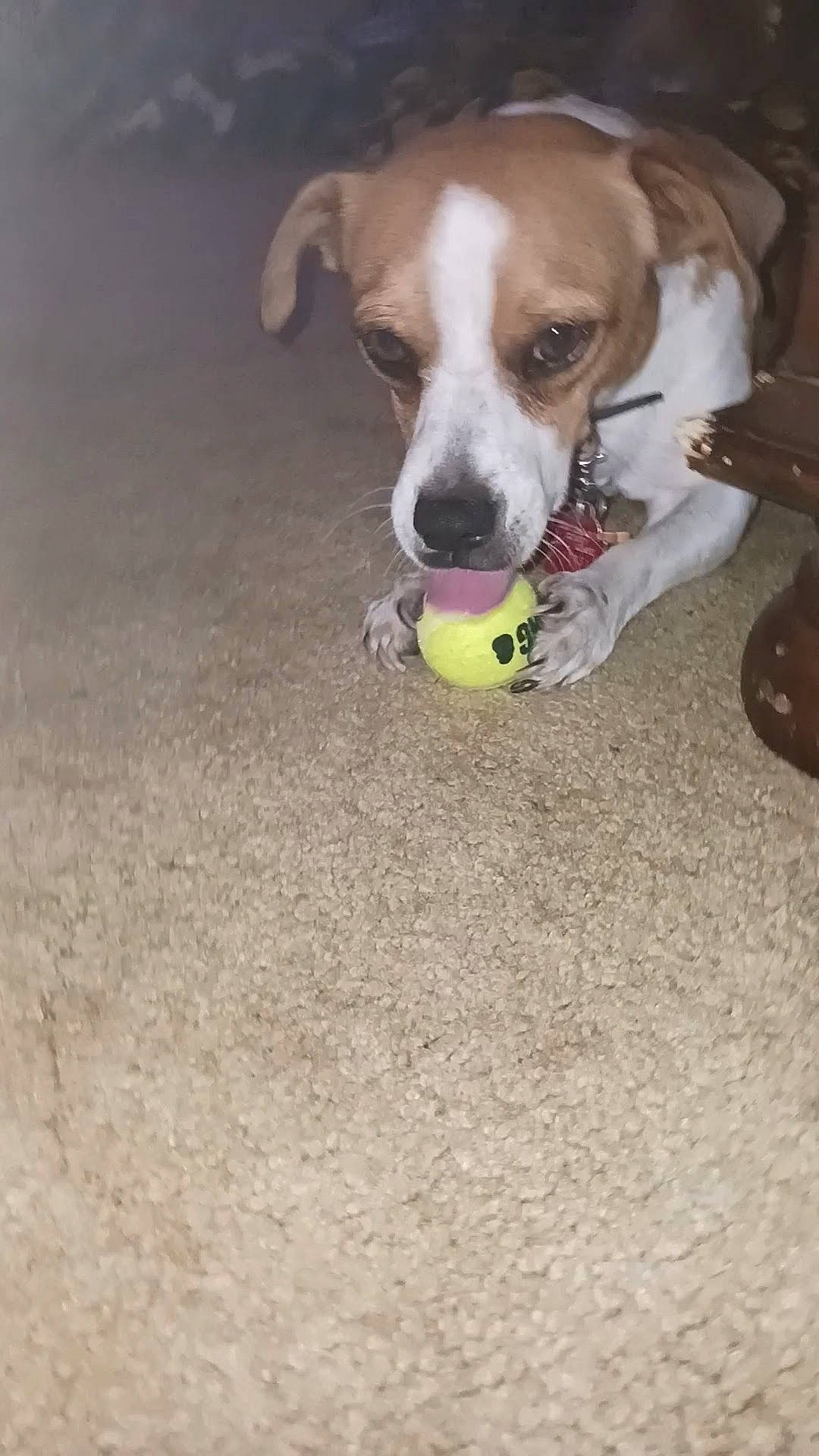 Kodiak joined the competition — help win amazing prizes! ball, carnivore, companion_dog, dog, dog_breed, dog_supply, dog_toy, fawn, flooring, football, grass, pet_supply, snout, soccer_ball, sporting_group, sports_equipment, sports_toy, tennis_ball, tennis_equipment, working_animal