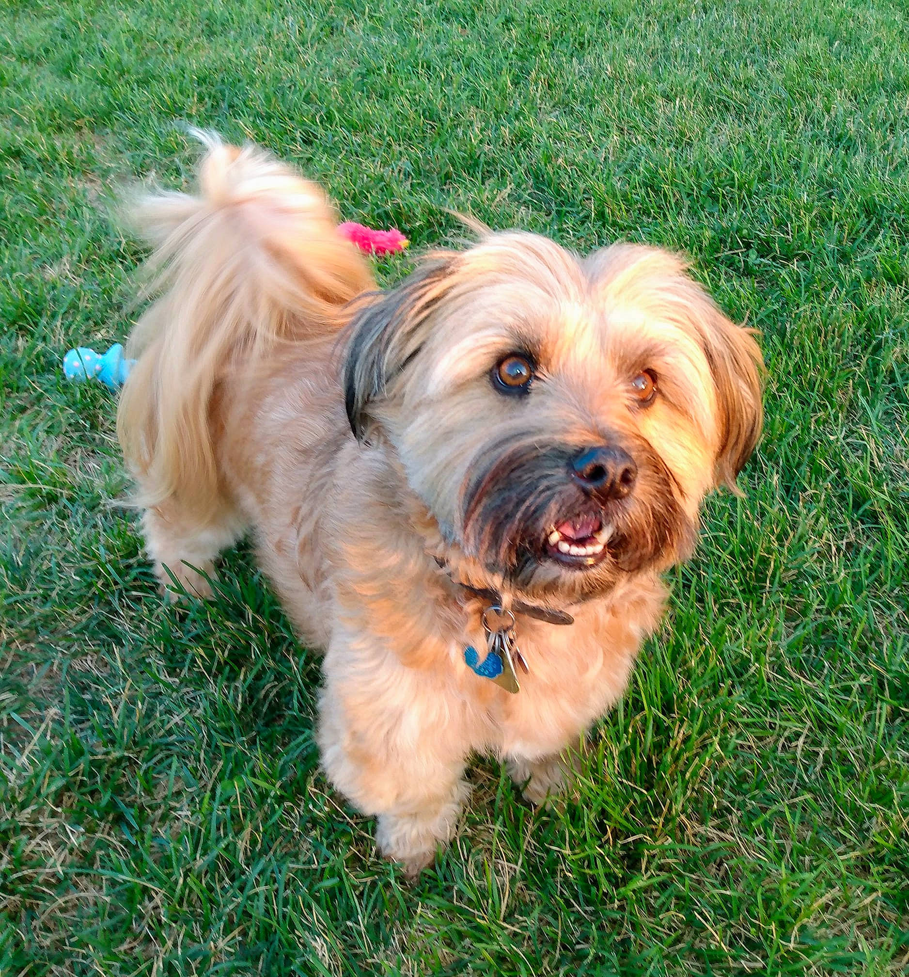 Pugsley joined the competition — help win amazing prizes! canidae, carnivore, companion_dog, dog, dog_breed, dog_clothes, dog_collar, dog_supply, fawn, fur, grass, liver, plant, small_terrier, snout, sporting_group, terrier, toy_dog, water_dog, working_animal