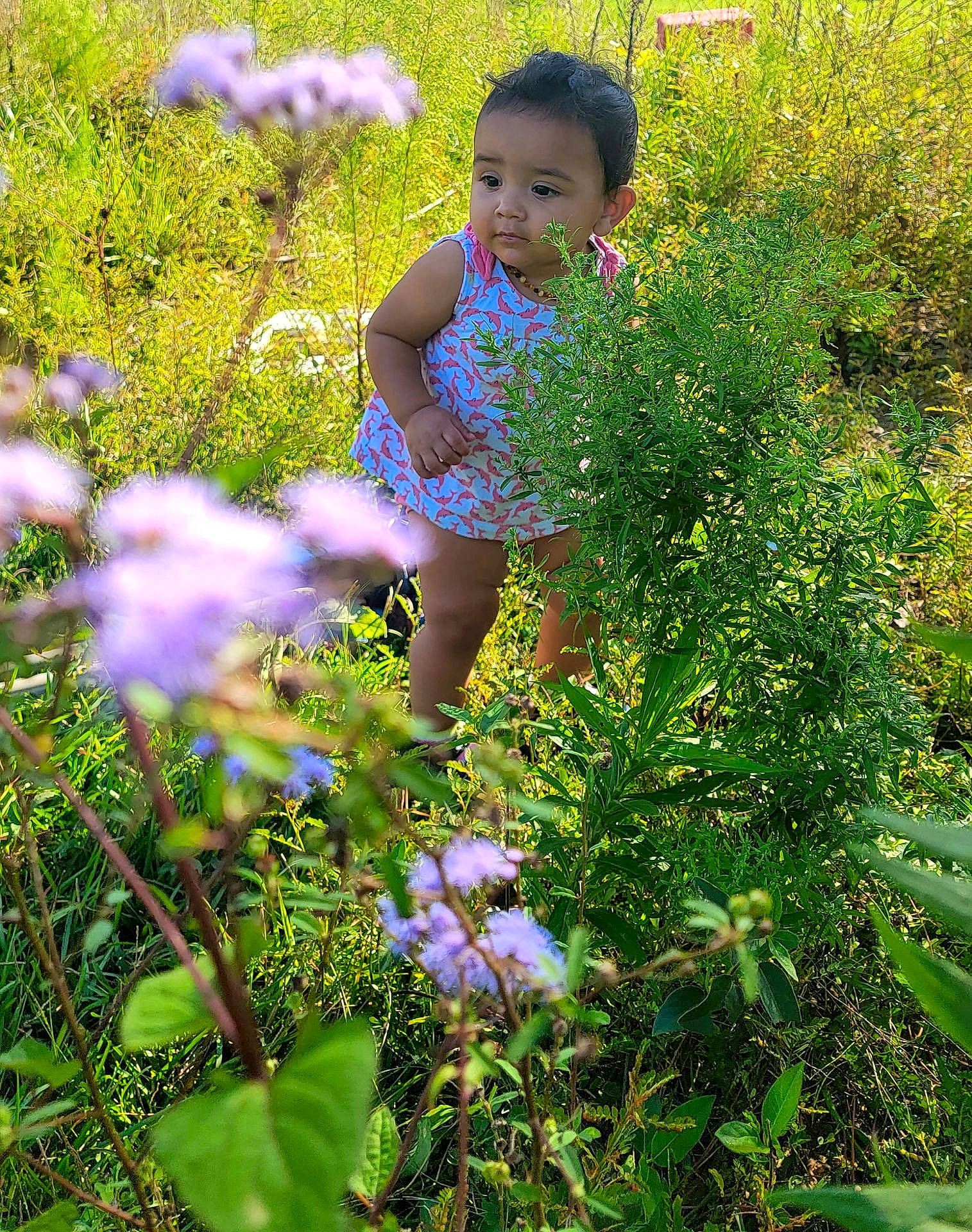 Jordan joined the competition — help win amazing prizes! beauty, botany, flower, flowering_plant, grass, green, groundcover, happy, herbaceous_plant, leaf, meadow, natural_environment, people_in_nature, person, petal, plant, purple, shrub, summer, terrestrial_plant