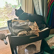 Meeko joined the competition — help win amazing prizes! cat, tabby_cat, black_cat, laundry_basket, clothes, window, curtain, table, brush, indoor, furniture, pet, relaxing, looking, stacked, household, cozy, curious, resting, daylight