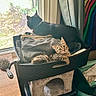 cat, tabby_cat, black_cat, laundry_basket, clothes, window, curtain, table, brush, indoor, furniture, pet, relaxing, looking, stacked, household, cozy, curious, resting, daylight