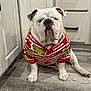 bulldog, dog, pet, clothing, shirt, grinch, red, white, green, striped, floor, wooden_floor, kitchen, cabinet, indoors, sitting, animal, cute, portrait, expression