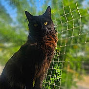 Voyelle a rejoint le concours — aidez-le/la à gagner de superbes lots ! cat, black_cat, animal, pet, outdoor, sunlight, net, greenery, blue_sky, fur, whiskers, portrait, sitting, nature, daylight, focus, background_blur, eyes, fence, closeup