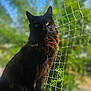cat, black_cat, animal, pet, outdoor, sunlight, net, greenery, blue_sky, fur, whiskers, portrait, sitting, nature, daylight, focus, background_blur, eyes, fence, closeup