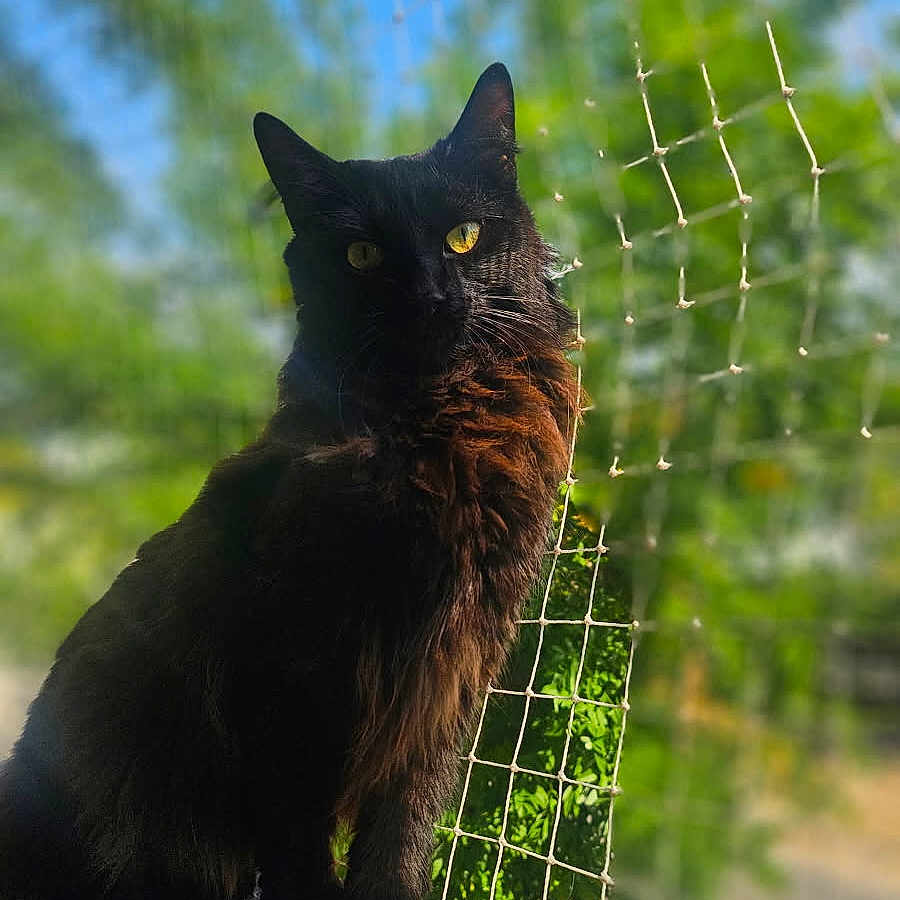 Voyelle a rejoint le concours — aidez-le/la à gagner de superbes lots ! animal, background_blur, black_cat, blue_sky, cat, closeup, daylight, eyes, fence, focus, fur, greenery, nature, net, outdoor, pet, portrait, sitting, sunlight, whiskers