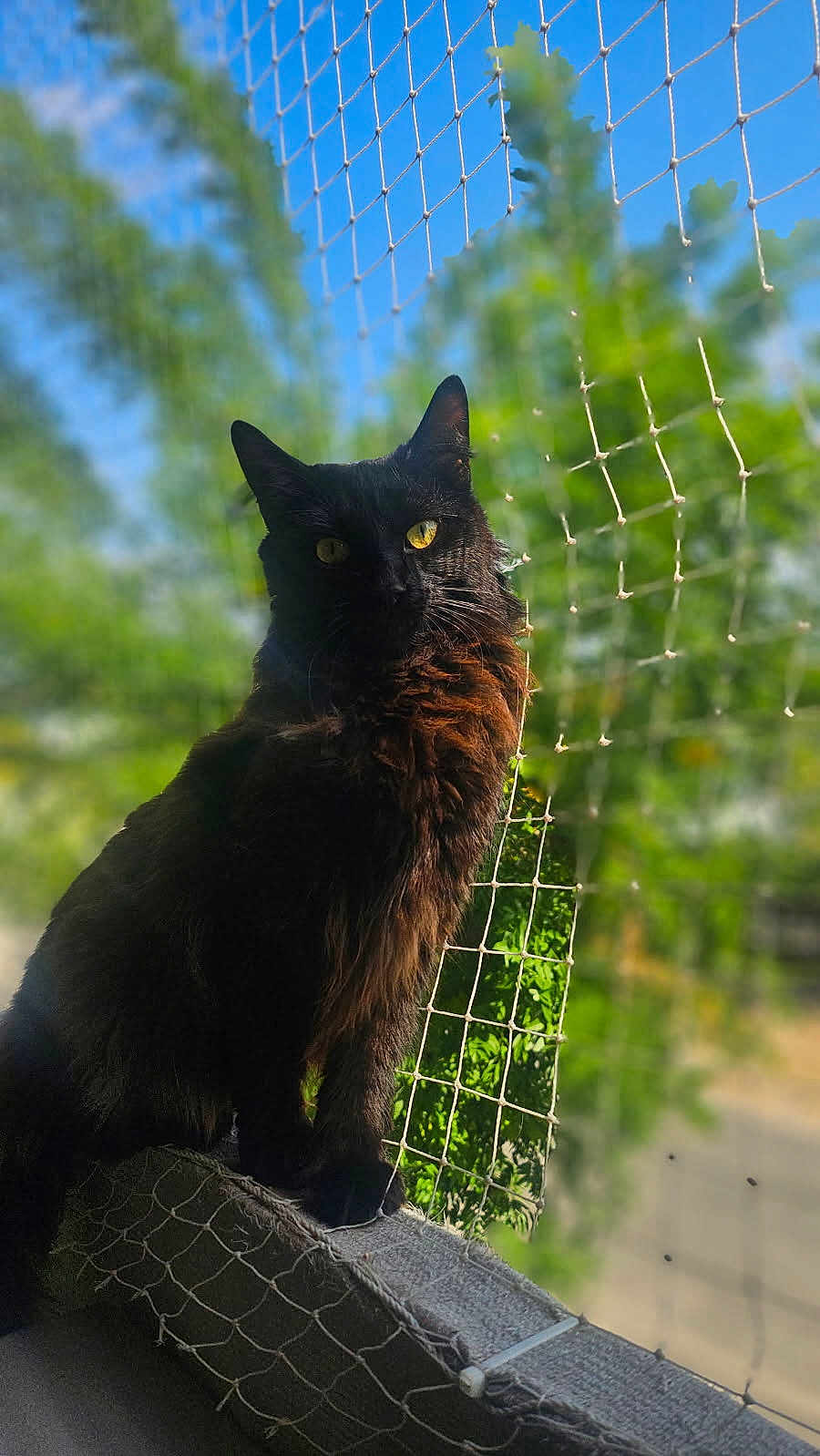 Voyelle a rejoint le concours — aidez-le/la à gagner de superbes lots ! cat, black_cat, animal, pet, outdoor, sunlight, net, greenery, blue_sky, fur, whiskers, portrait, sitting, nature, daylight, focus, background_blur, eyes, fence, closeup