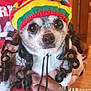 animal, big_eyes, black_and_white, close_up, companion, costume, cute, dog, dreadlocks, expression, funny, hand, hat, home, indoor, knitted_hat, person_holding, pet, portrait, small_dog