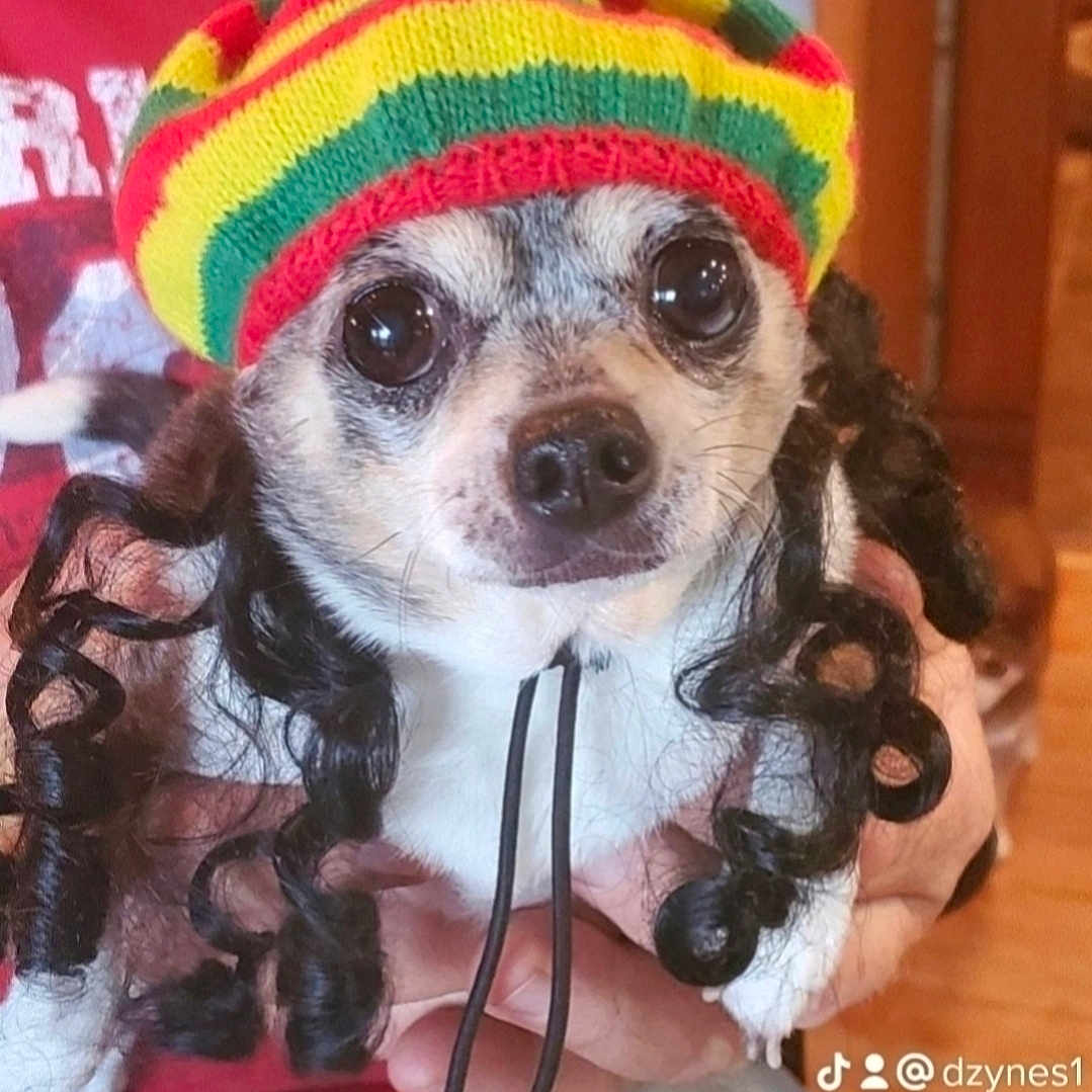 Bettie is registered to the contest to win money with this photo: animal, big_eyes, black_and_white, close_up, companion, costume, cute, dog, dreadlocks, expression, funny, hand, hat, home, indoor, knitted_hat, person_holding, pet, portrait, small_dog