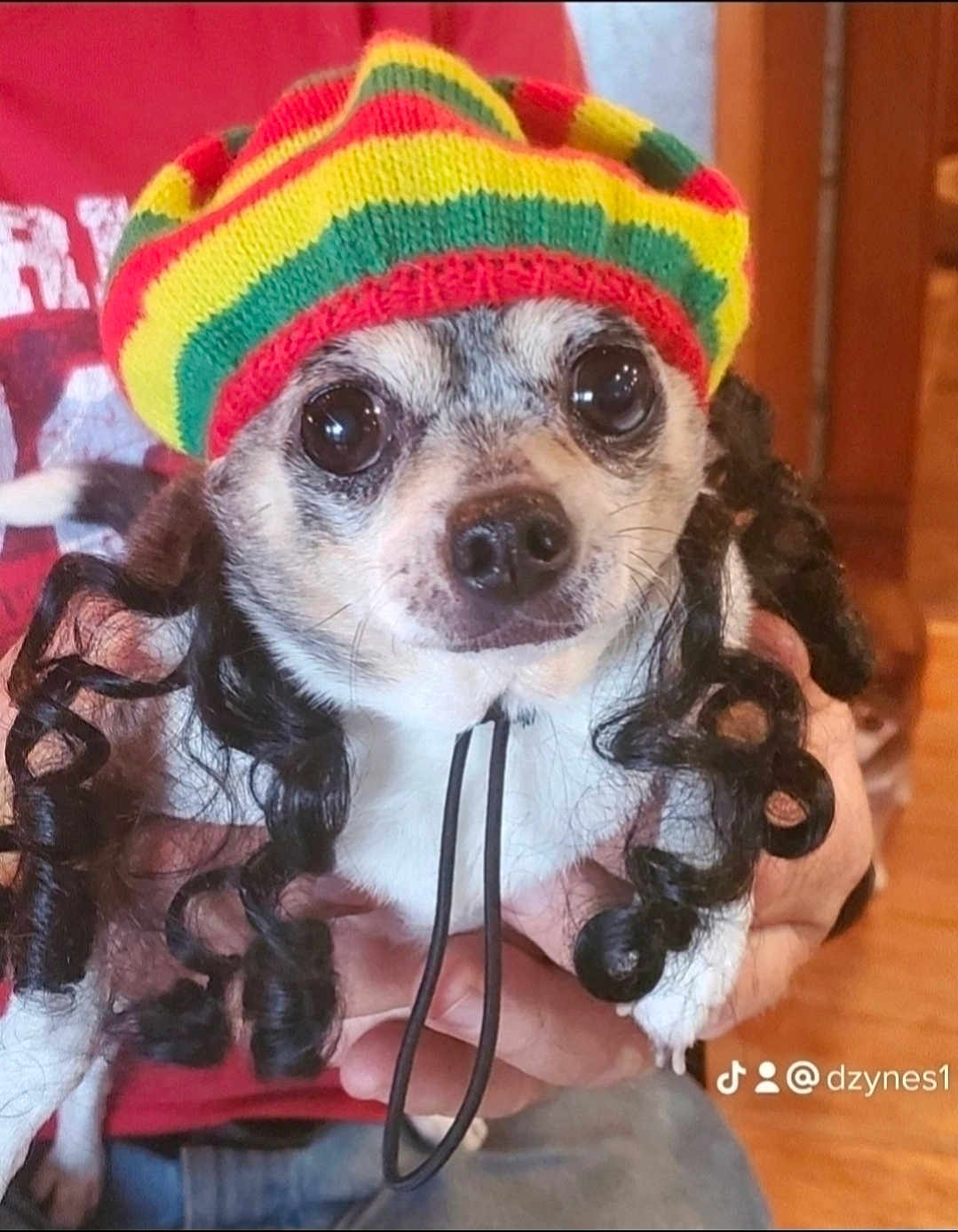 Bettie is registered to the contest to win money with this photo: animal, big_eyes, black_and_white, close_up, companion, costume, cute, dog, dreadlocks, expression, funny, hand, hat, home, indoor, knitted_hat, person_holding, pet, portrait, small_dog