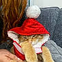 Mango is registered to the contest to win money with this photo: cat, ginger_cat, pet, costume, santa_hat, red_hood, pompom, fur, whiskers, sleepy, grumpy, human_hand, couch, blanket, indoor, cozy, closeup, portrait, sitting, orange_fur